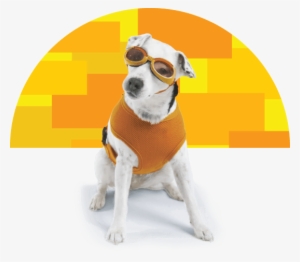 We Love Our Pets - Beaverton Toyota #1179825