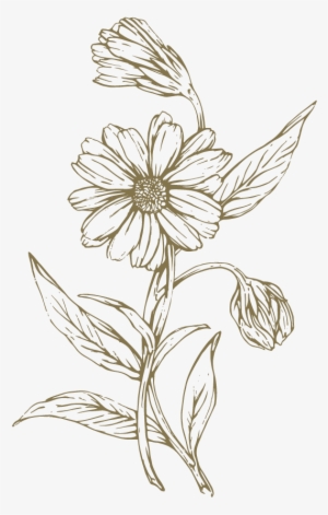 Freeuse Download At Getdrawings Com Free For Personal - Lily Family #1180231