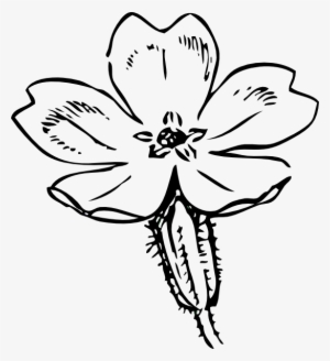 This Free Clipart Png Design Of Primrose Sketch Clipart #1180314