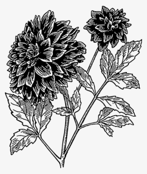 Drawings Of Flowers In Black And White - Dahlia Clipart Black And White #1180348