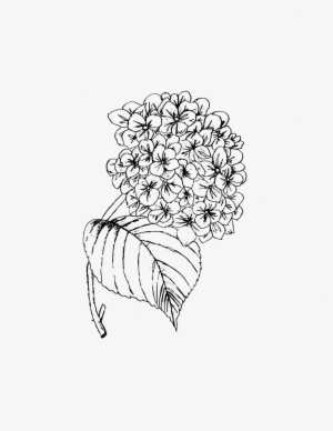 The Eden Fl Flower Guide A Bride S Manual To The Most - Line Art #1180384