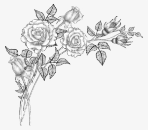 Floral Design Line Art Drawing Sketch - Flower Brushes #1180499