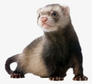 Ferret Standing Png Image - Ferret Png #1183317