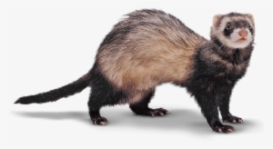 Picture Free Reader S Choice I Am Anne Bivalent - Ferret Png #1183351