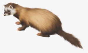 Ferret Png Clip Art - Weasel #1183375