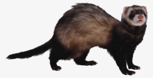 Ferret Png #1183405