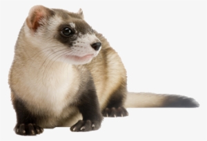 Ferret - Poster: Sartore's An Endangered Black-footed Ferret, #1183425