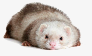 Ferret Transparent Images Png - Ferret Png #1183429