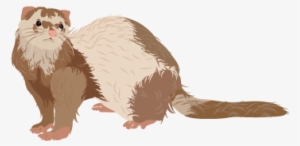 201502 Ferret - Wikimedia Commons #1183449