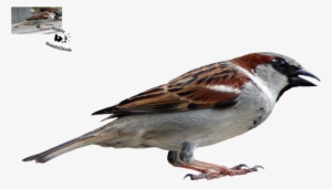 Image - Portable Network Graphics #1183450