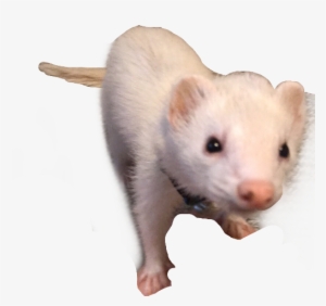 Ferret #1183470