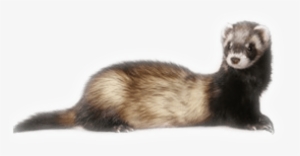 Free Png Ferret Png Images Transparent - Png Ferret #1183475
