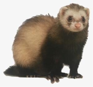 Dooking Ferret Rectangle Magnet #1183521