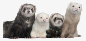 Ferret Png Picture - Four Ferrets #1183598