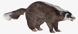 Burmese Ferret Badger - T-shirt #1183603