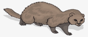Ferret Animal Mammal Domestic Polecat Rode - Ferret Clipart Transparent #1183659