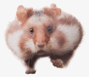 Png Library Library Running Png Image Mix - Hamster Transparent #1183677