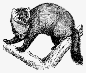 Tree, Branches, Animal, Fisher, Fur - Fisher Animal Drawing #1183931