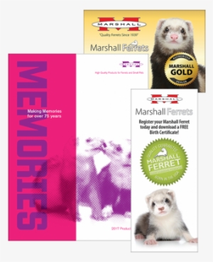 Ferret #1184106