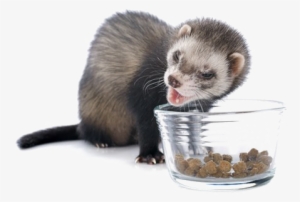 Ferret Transparent Images - Good Ferret #1184166