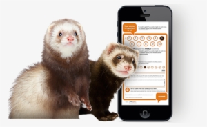 Connect - Ferret Posing On A White Backgrou Picture Ornament #1184170