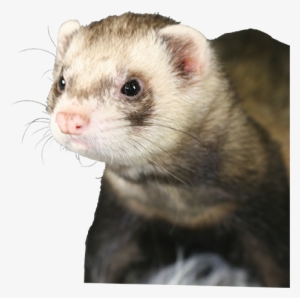 Ferret - Mouse #1184193