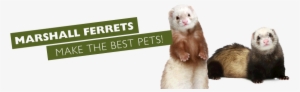 Ferrets & Ferret Products For Ferret Lovers - Professional Pet Products Ferret Fresh Odor Spray 8oz #1184246