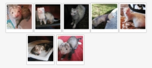 Virginia Opossum #1184410