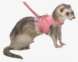 • Fashion Transparent Ferrets Shickens • - Harness And Leash For Ferret #1184625
