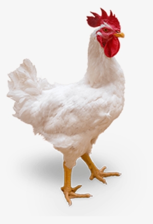 Cobbmv Male - Poultry Png #1187449