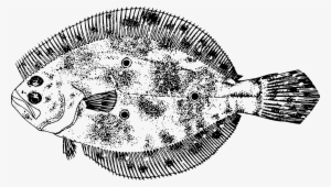 This Free Icons Png Design Of Gulf Flounder #1187655