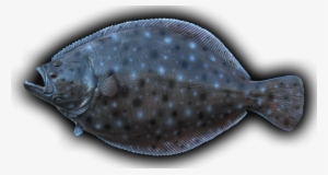 Flounder Fish Mount - Summer Flounder #1187776