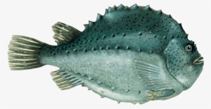 Lumpfish Suction #1187855