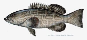 Grouper Black Mycteroperca Bonaci Seafood, Art Boards, - Black Grouper Fish #1187862
