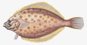 Yellowtail Flounder #1187882