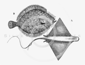 All Vintage Black And White Illustrations Png - Illustration #1187975