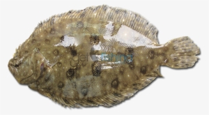 Smalltooth Flounder - Fishing #1188019