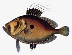 Bluegill Drawing Ocean Fish Png Black And White Download - Zeus Faber #1188036