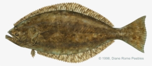 All-tackle World Records - Flounder Fish #1188048