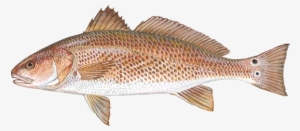 The South Carolina General Assembly Has Passed A New - Red Drum #1188179
