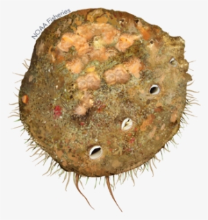 White Abalone - Haliotis Sorenseni #1188209