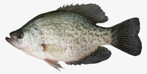 Black Crappie - Fish Species Of Manitoba #1188254