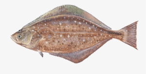 Halibut Png Clipart - Halibut #1188279
