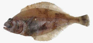 Image - Alaskan Sand Dabs #1188352