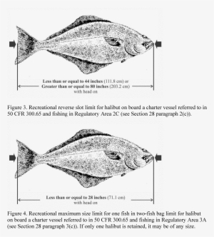 Classification - Snapper #1188466