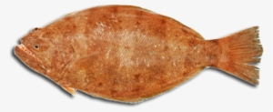 With The Exception Of Halibut, And Some Large Flounders - Portable Network Graphics #1188949