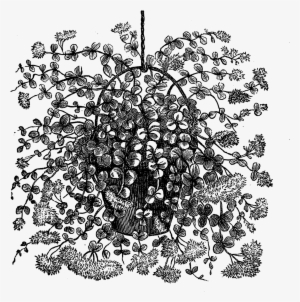 Transfer I Created From A Vintage Botanical Illustration - Hanging Plant Clipart Black And White #1190280