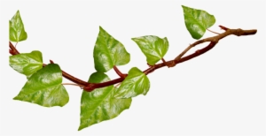Vines Clipart Transparent Background - Fruit Branch Png #1190400
