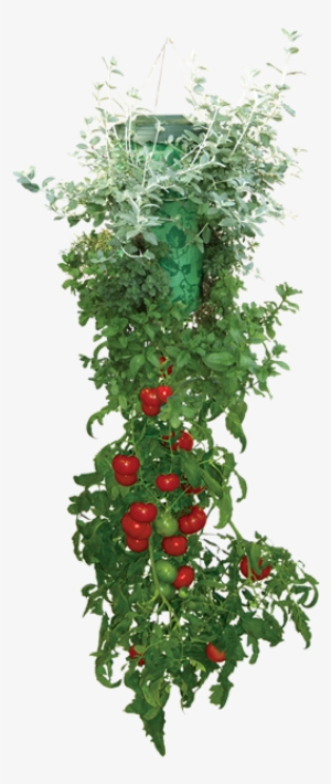 Apartment Dwellers Can Grow Fresh Veggies Too Montrose - Seen On Tv Topsy Turvy Set Anters #1190784