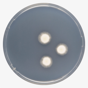 Aspergillus Haitiensis Cya - Circle #1191997